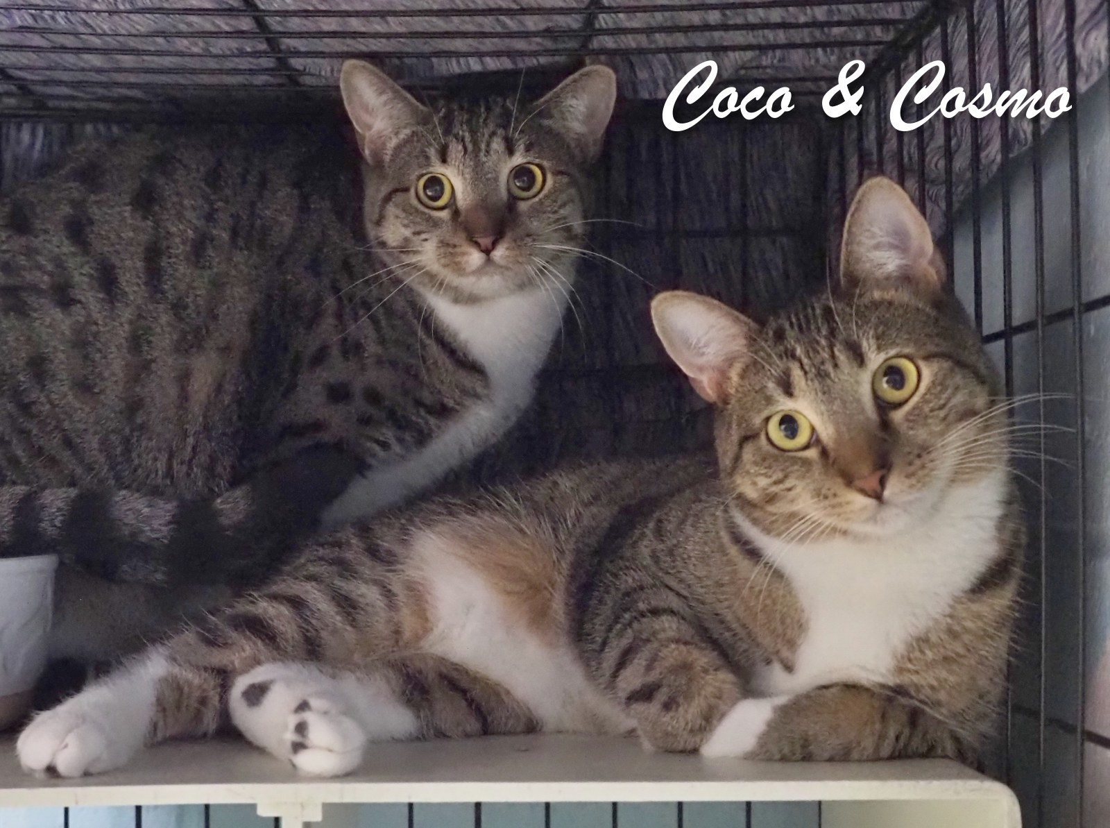 Cosmo & Coco