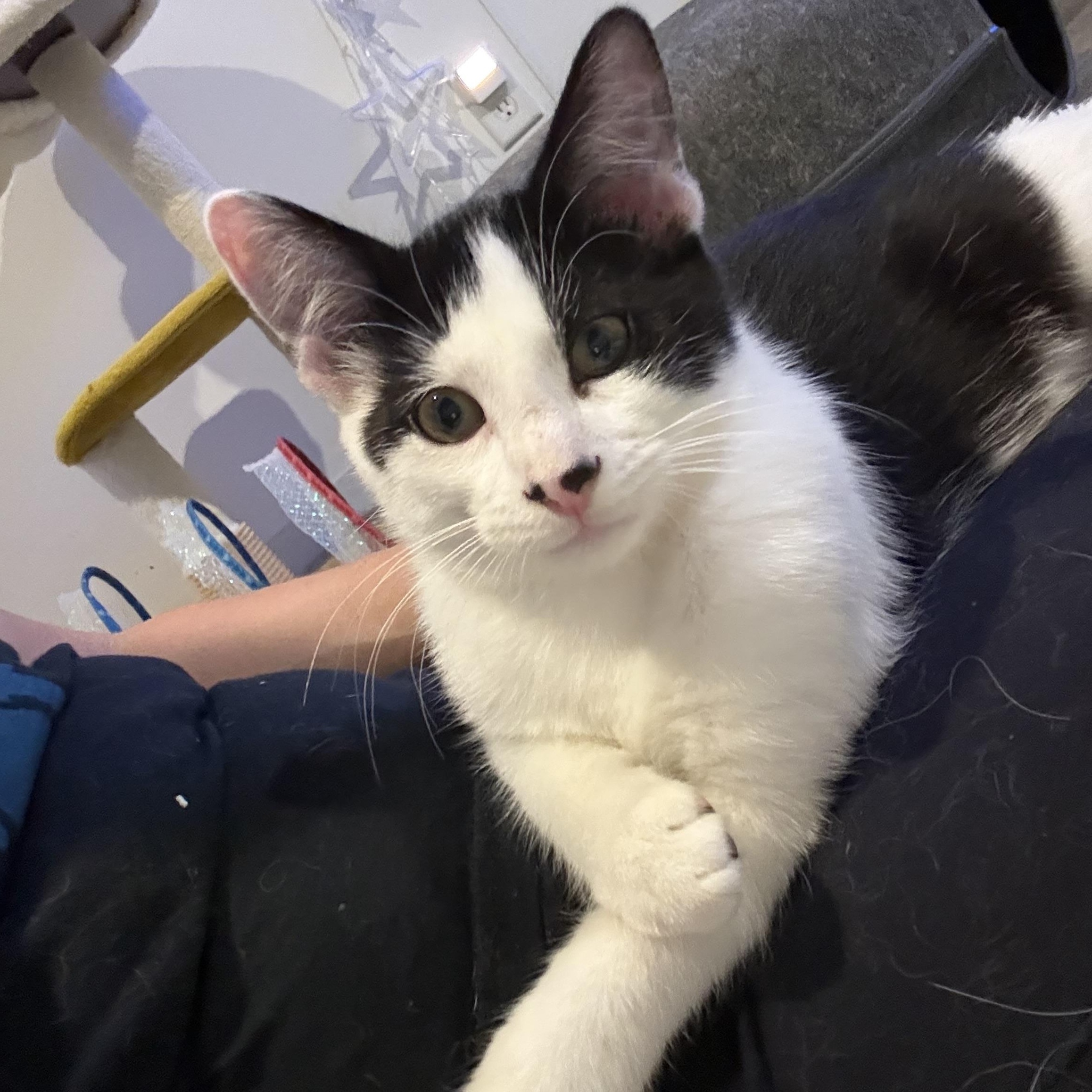 Theodore, Adoptable, Kitten Male Domestic Short Hair.