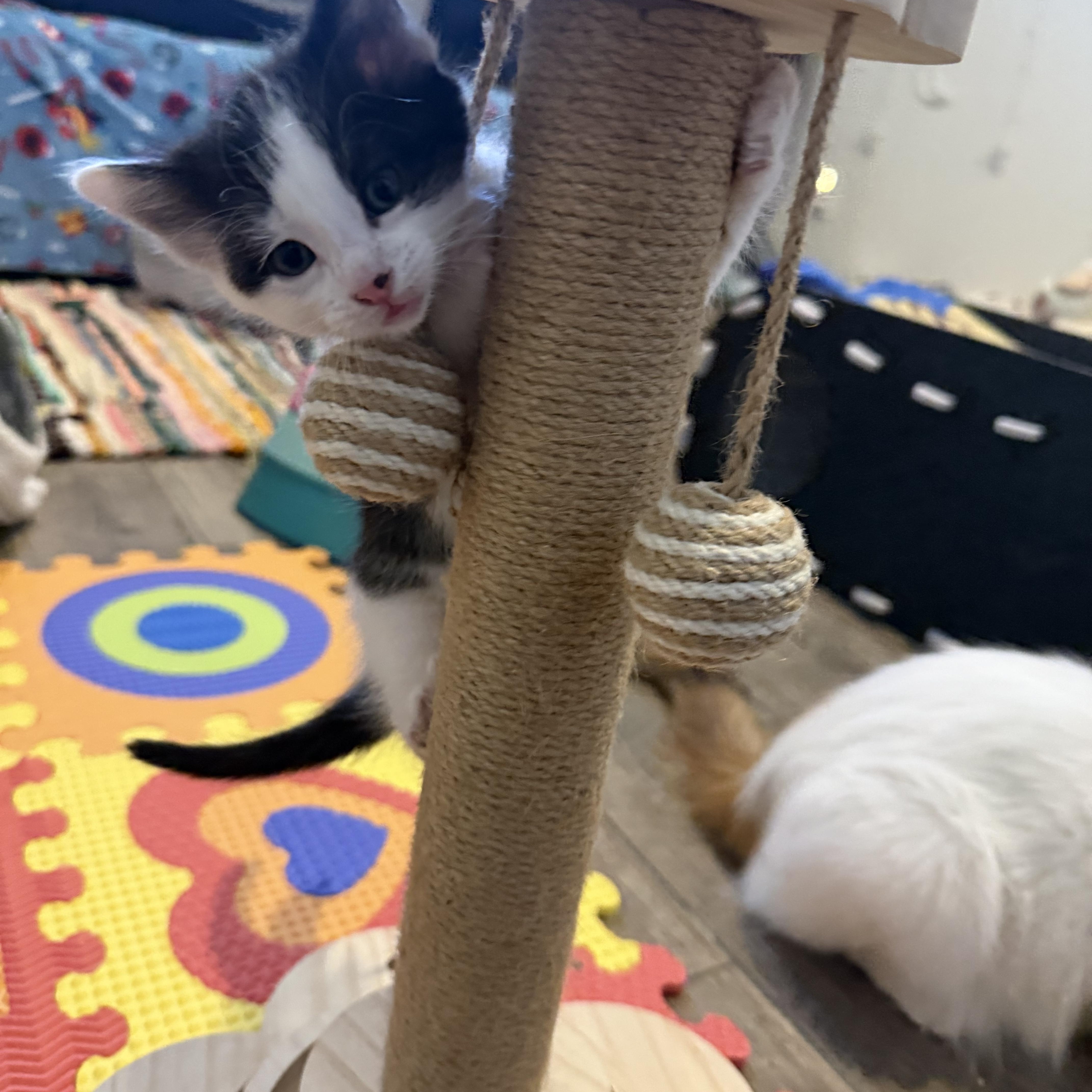 Enlarge Theodore, a Adoptable Domestic Short Hair in Woodville , WI image 3/6
