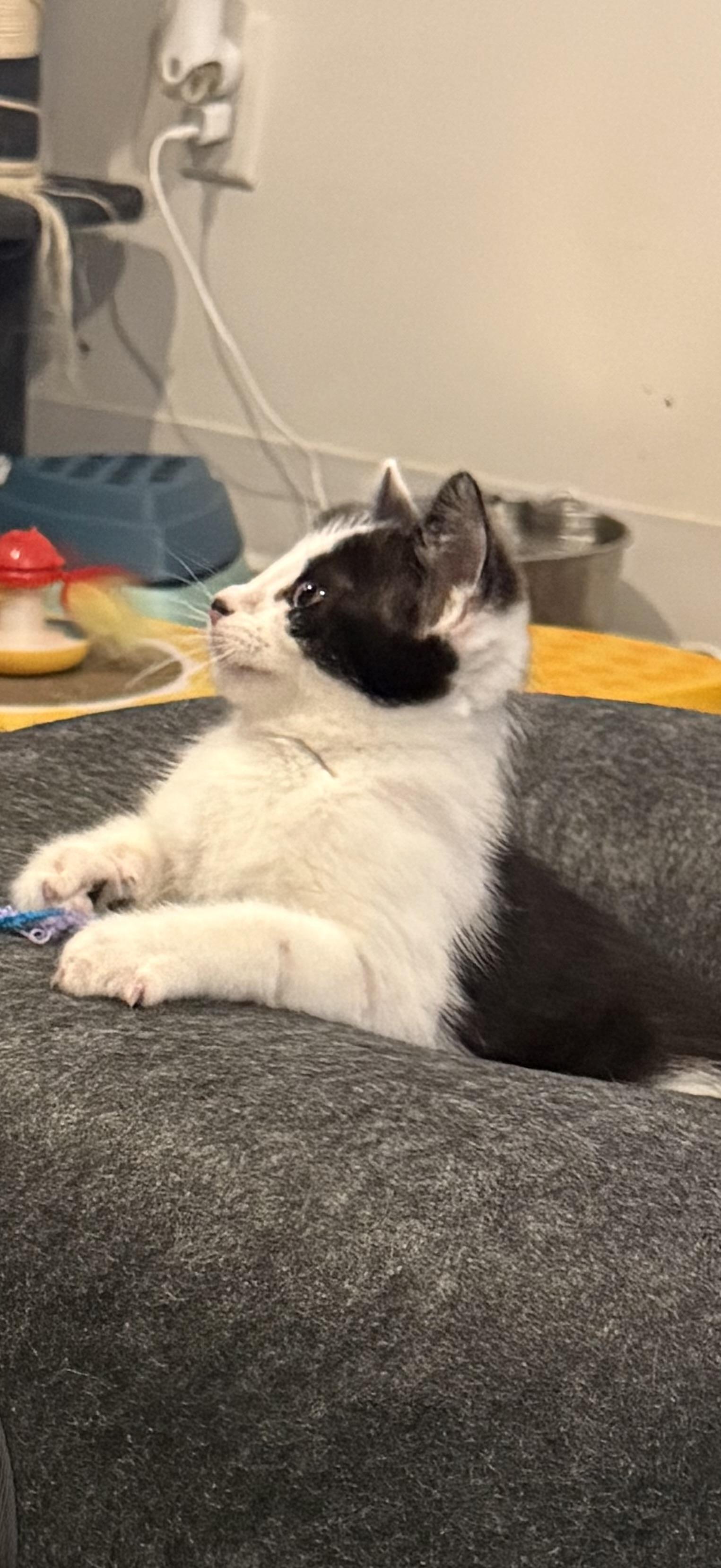 Enlarge Theodore, a Adoptable Domestic Short Hair in Woodville , WI image 6/6