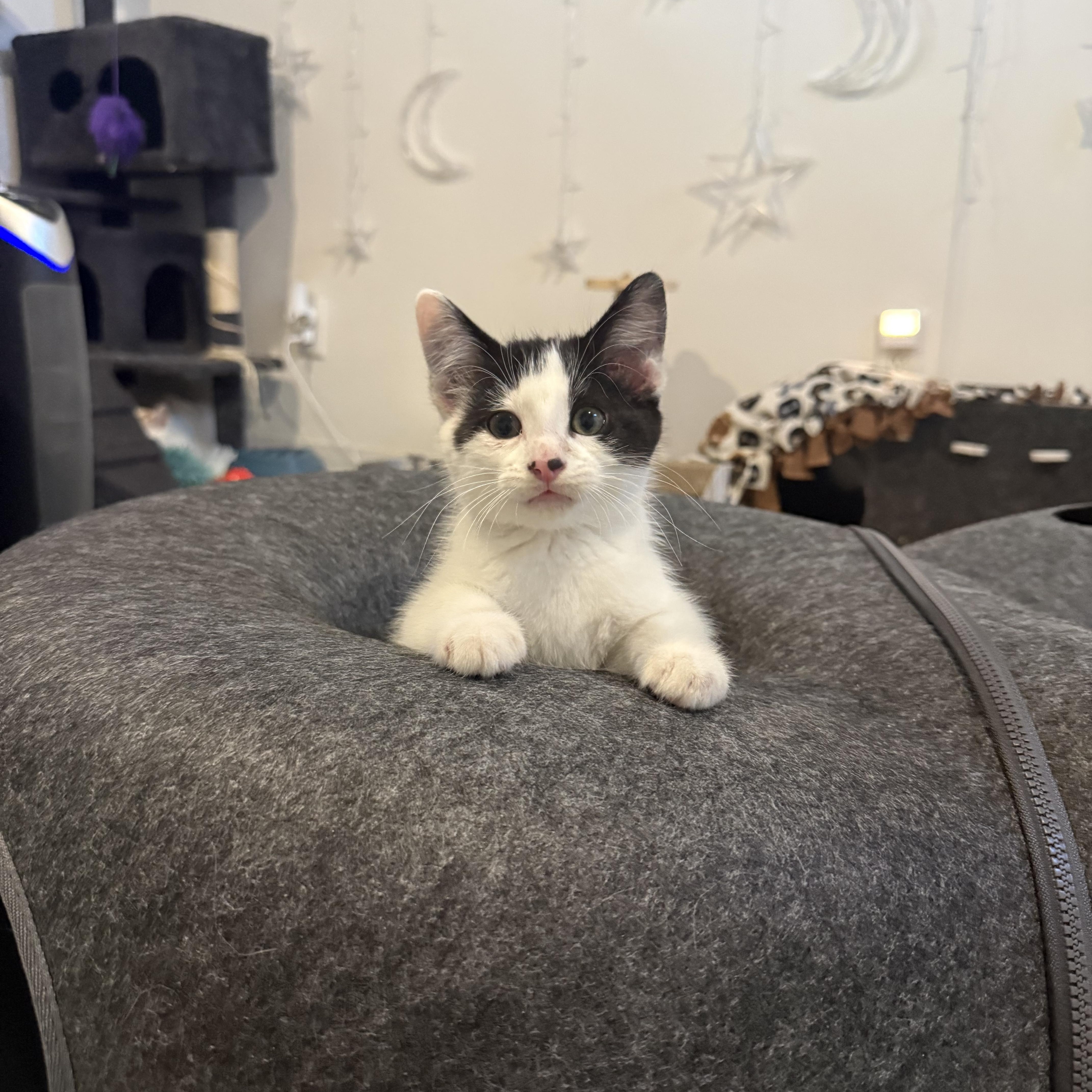 Enlarge Theodore, a Adoptable Domestic Short Hair in Woodville , WI image 2/6