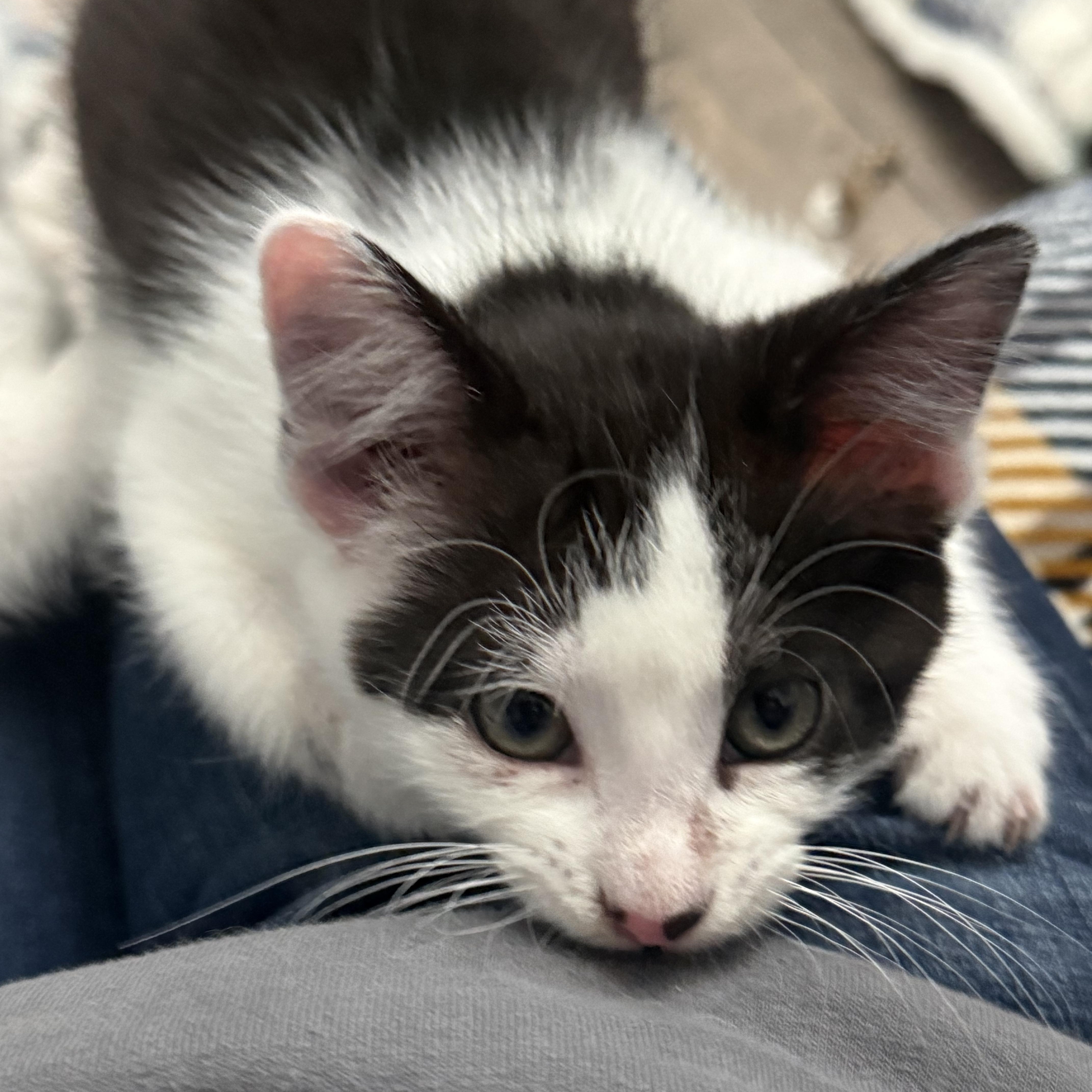 Enlarge Theodore, a Adoptable Domestic Short Hair in Woodville , WI image 4/6
