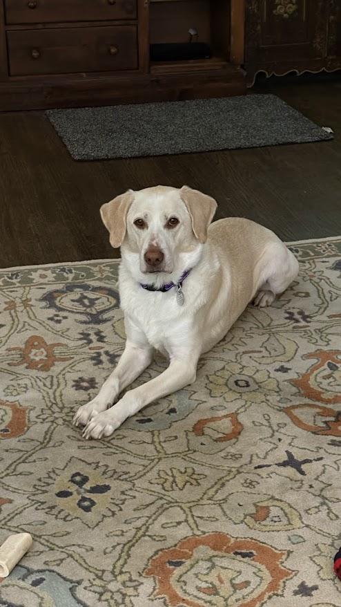 Dex #3574, Adoptable, Adult Male Labrador Retriever.