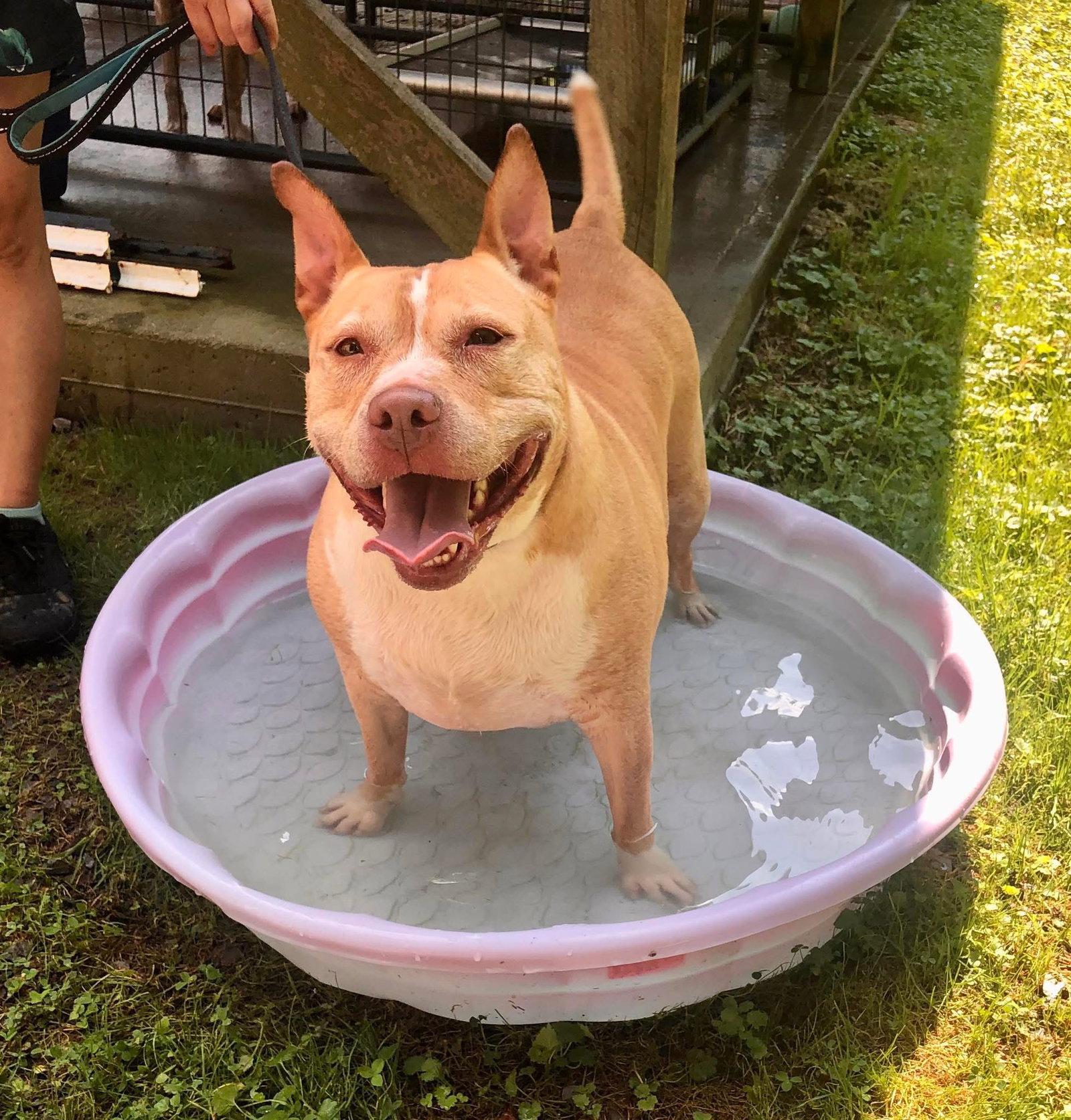 Enlarge Ella, a Adoptable Pit Bull Terrier in Elkins, WV image 1/3
