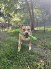 Ella, Adoptable, Adult Female Pit Bull Terrier.