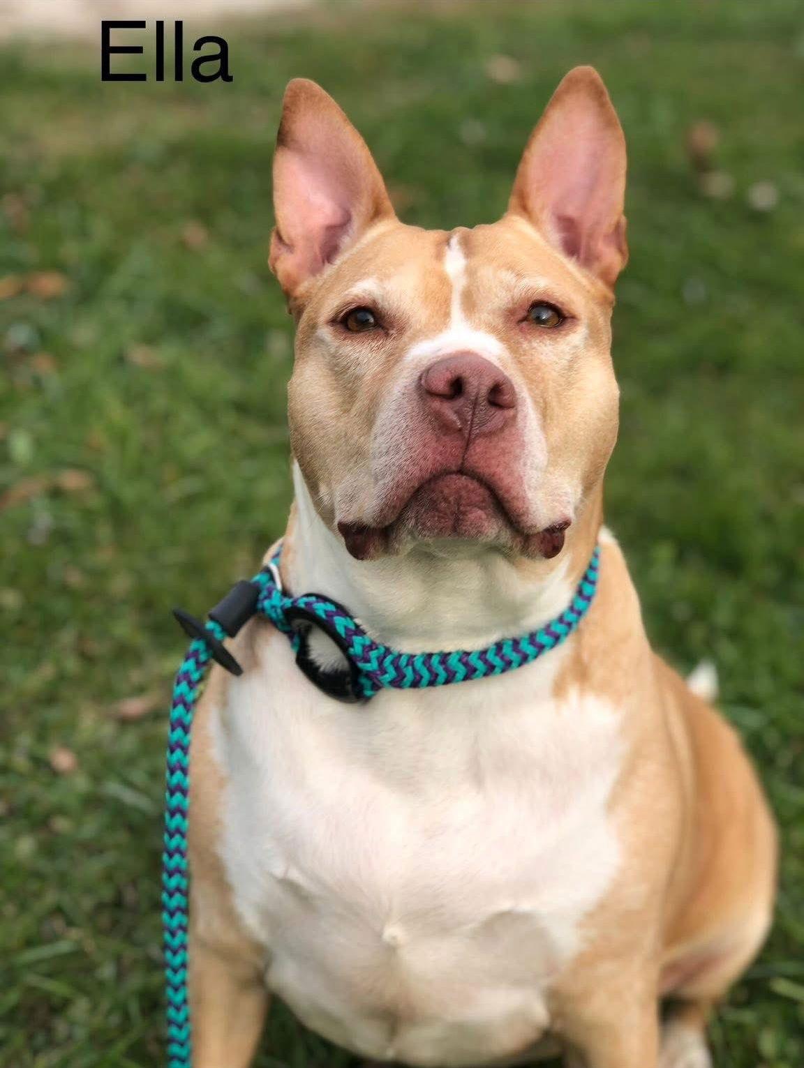 Enlarge Ella, a Adoptable Pit Bull Terrier in Elkins, WV image 2/5