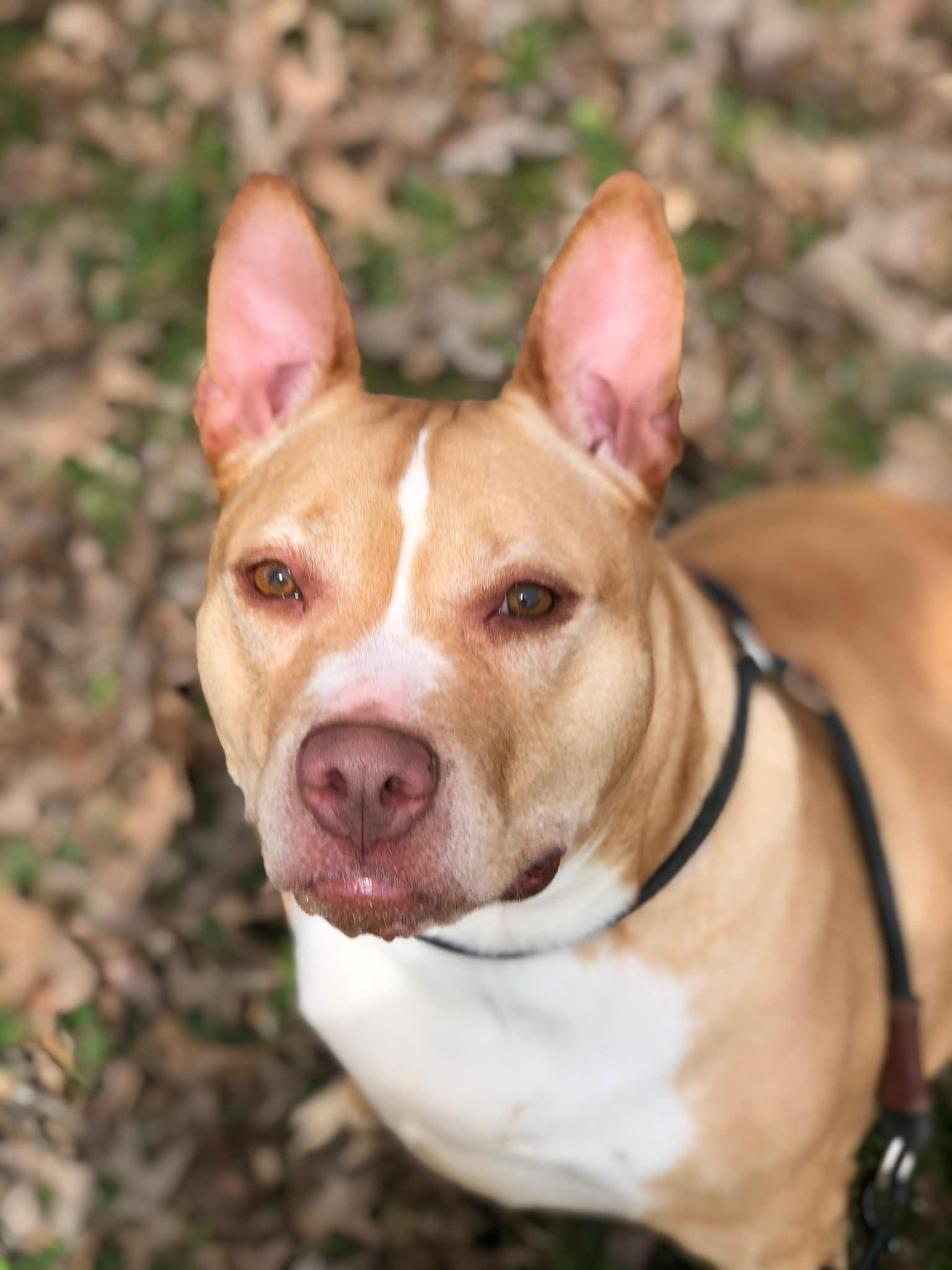 Enlarge Ella, a Adoptable Pit Bull Terrier in Elkins, WV image 3/5