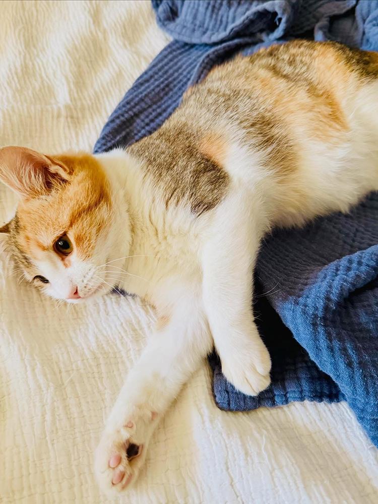 Enlarge Chantilly Lola, a ADOPTABLE Domestic Short Hair in Smithfield, VA image 3/3