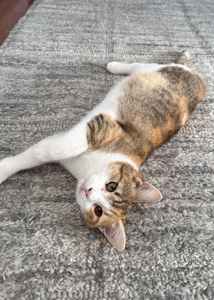 Enlarge Chantilly Lola, a ADOPTABLE Domestic Short Hair in Smithfield, VA image 1/3