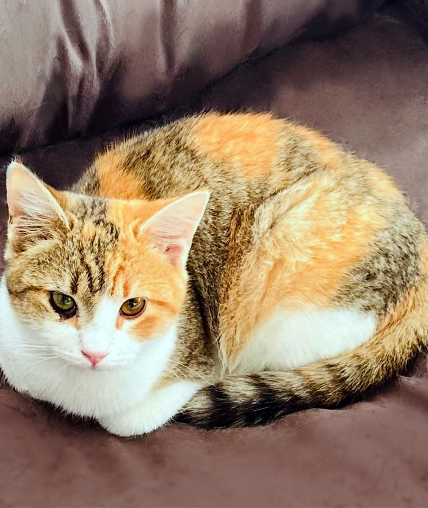 Enlarge Chantilly Lola, a ADOPTABLE Domestic Short Hair in Smithfield, VA image 2/3