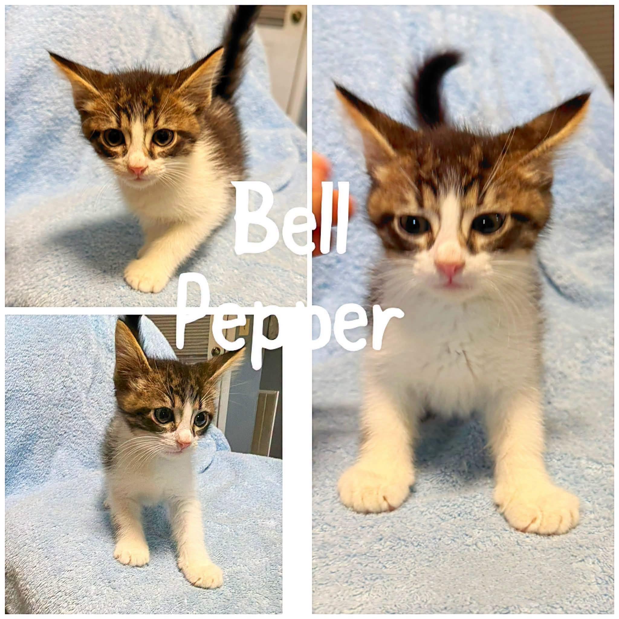 Enlarge Bell Pepper, a Adopted Domestic Short Hair in Saint James, MO image 1/1