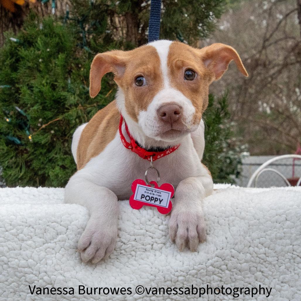 Enlarge Poppy, a Adoptable Pit Bull Terrier in Wake Forest, NC image 1/3