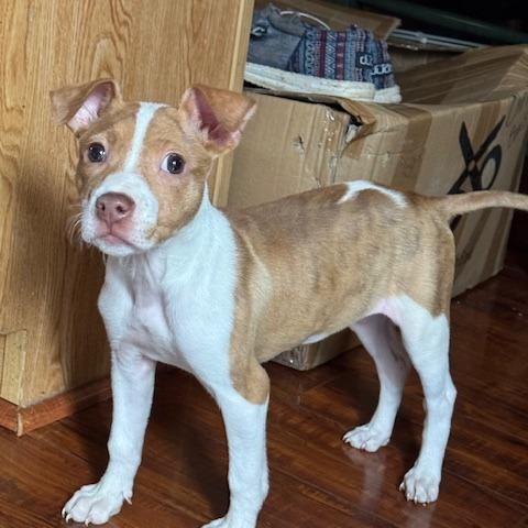 Enlarge Poppy, a Adoptable Pit Bull Terrier in Wake Forest, NC image 3/3