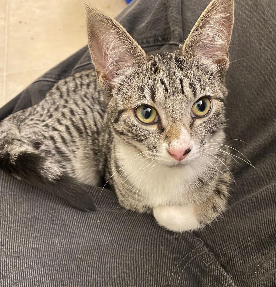 Sapphire, Adoptable, Kitten Female Domestic Short Hair.