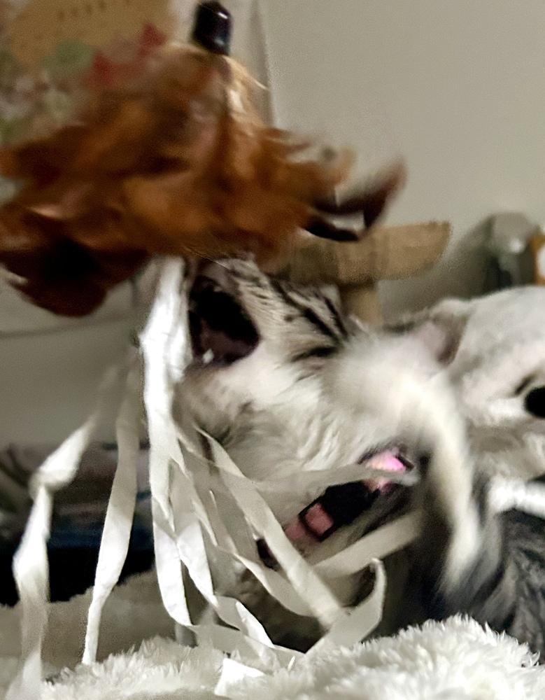 Enlarge Sapphire, a Adoptable mixed breed in Bellingham, WA image 4/6