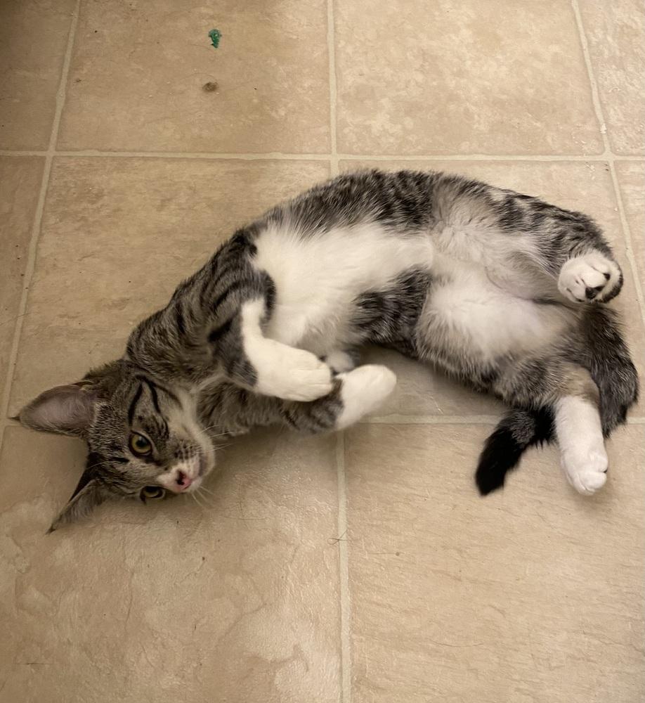 Enlarge Sapphire, a Adoptable mixed breed in Bellingham, WA image 5/6