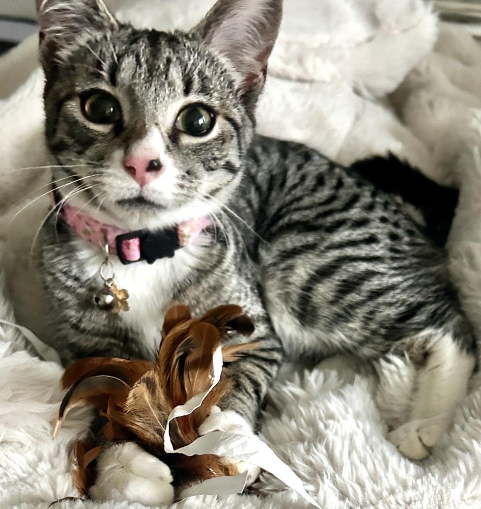 Enlarge Sapphire, a Adoptable mixed breed in Bellingham, WA image 6/6