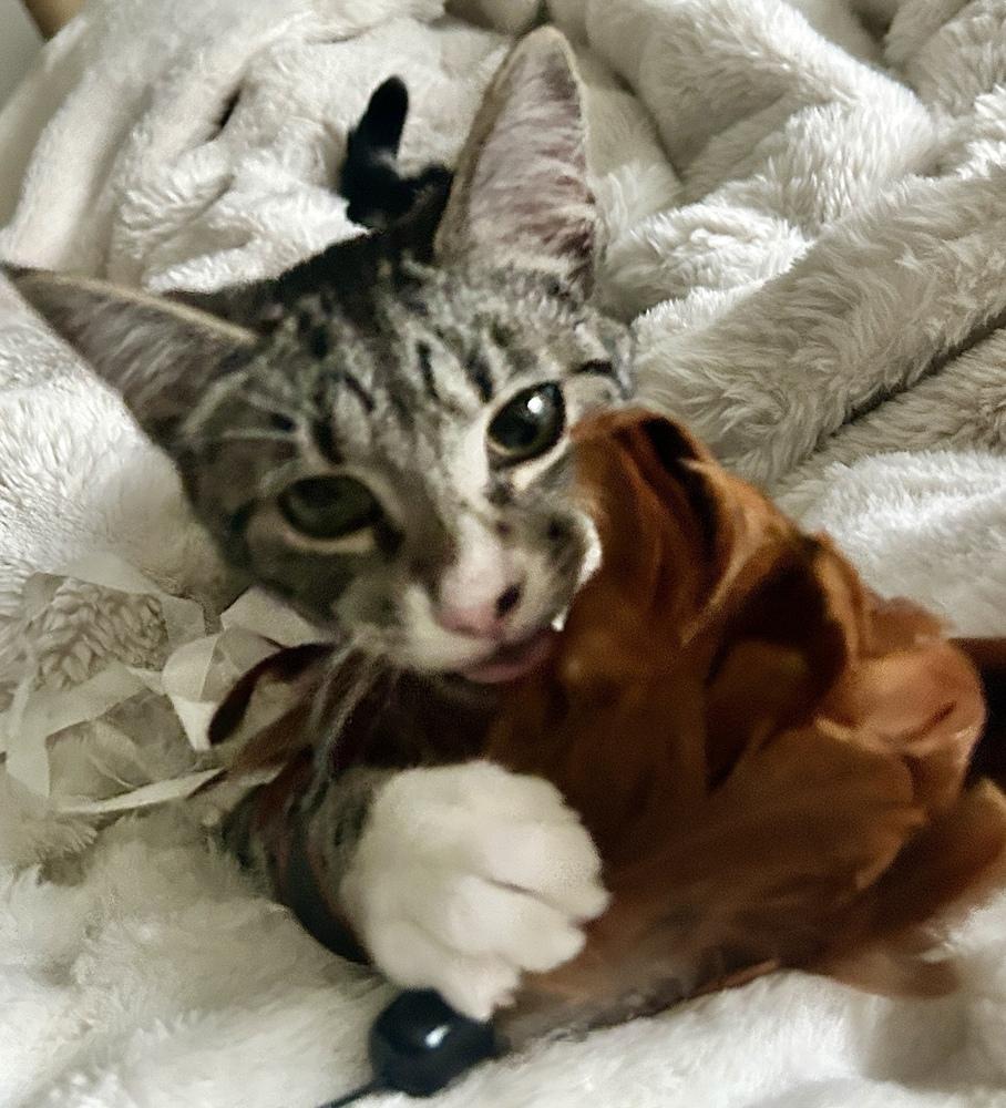 Enlarge Sapphire, a Adoptable mixed breed in Bellingham, WA image 6/6