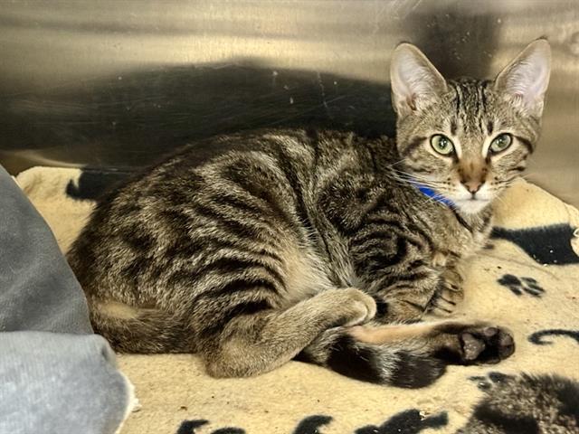 Enlarge RANCH, a Adoptable Domestic Short Hair in Fremont, CA image 1/1