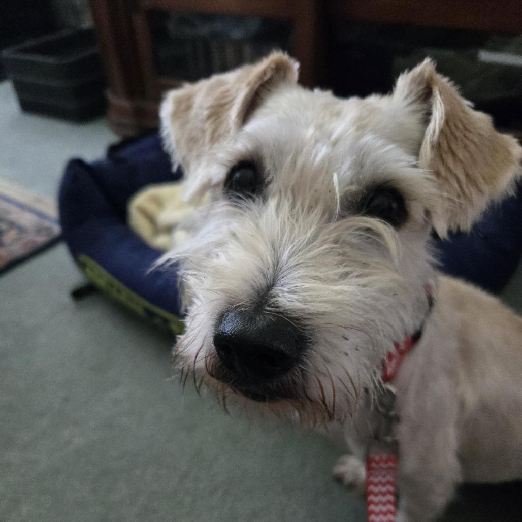 Rosco *Adoption Pending*, Adoptable, Adult Male Schnauzer.