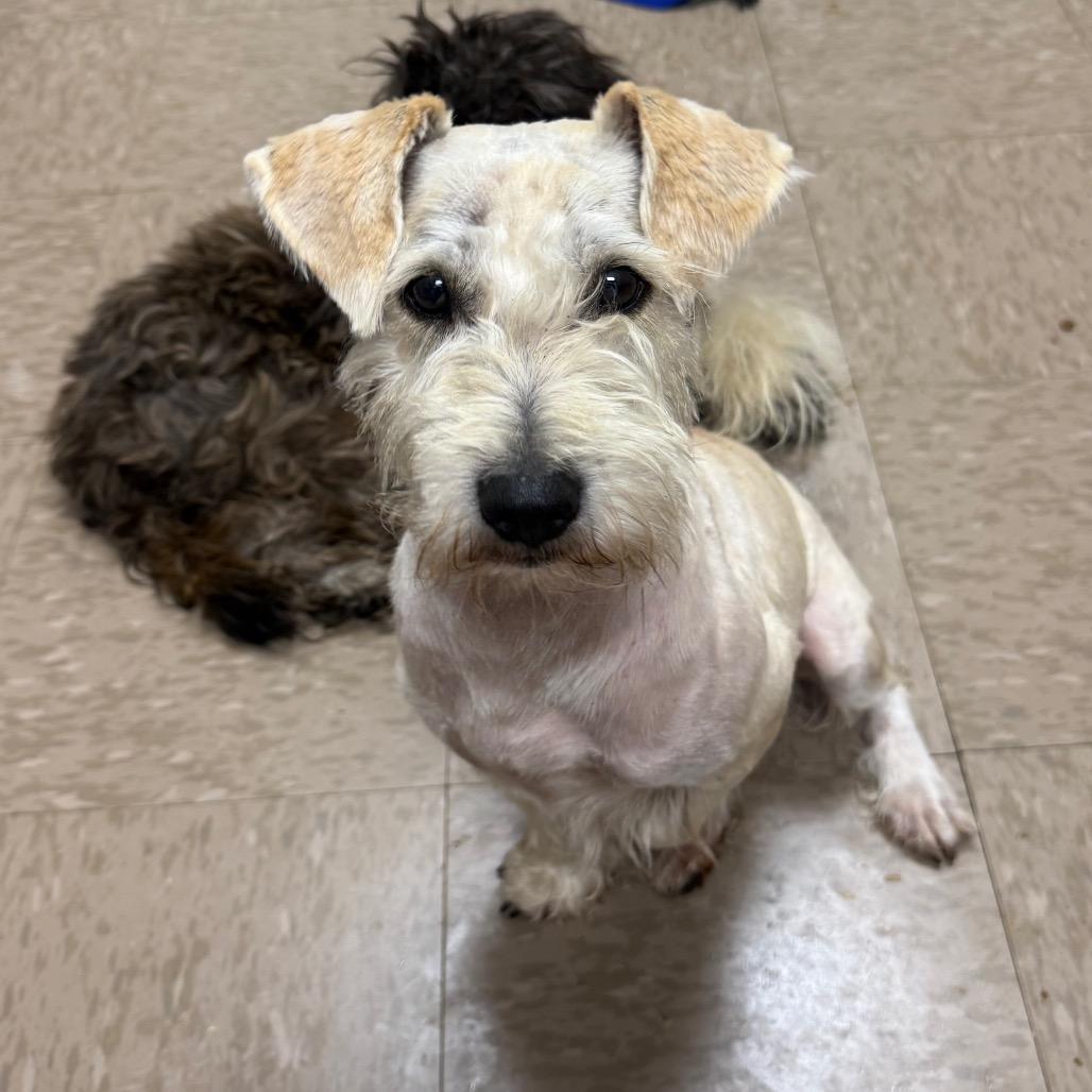 Enlarge Rosco *Adoption Pending*, a Adoptable Schnauzer in Alexandria, VA image 2/6