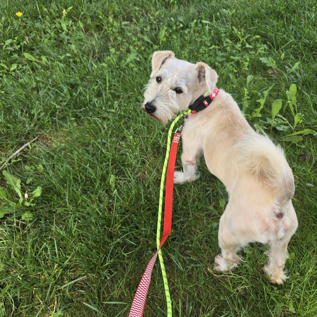 Enlarge Rosco *Adoption Pending*, a Adoptable Schnauzer in Alexandria, VA image 3/6