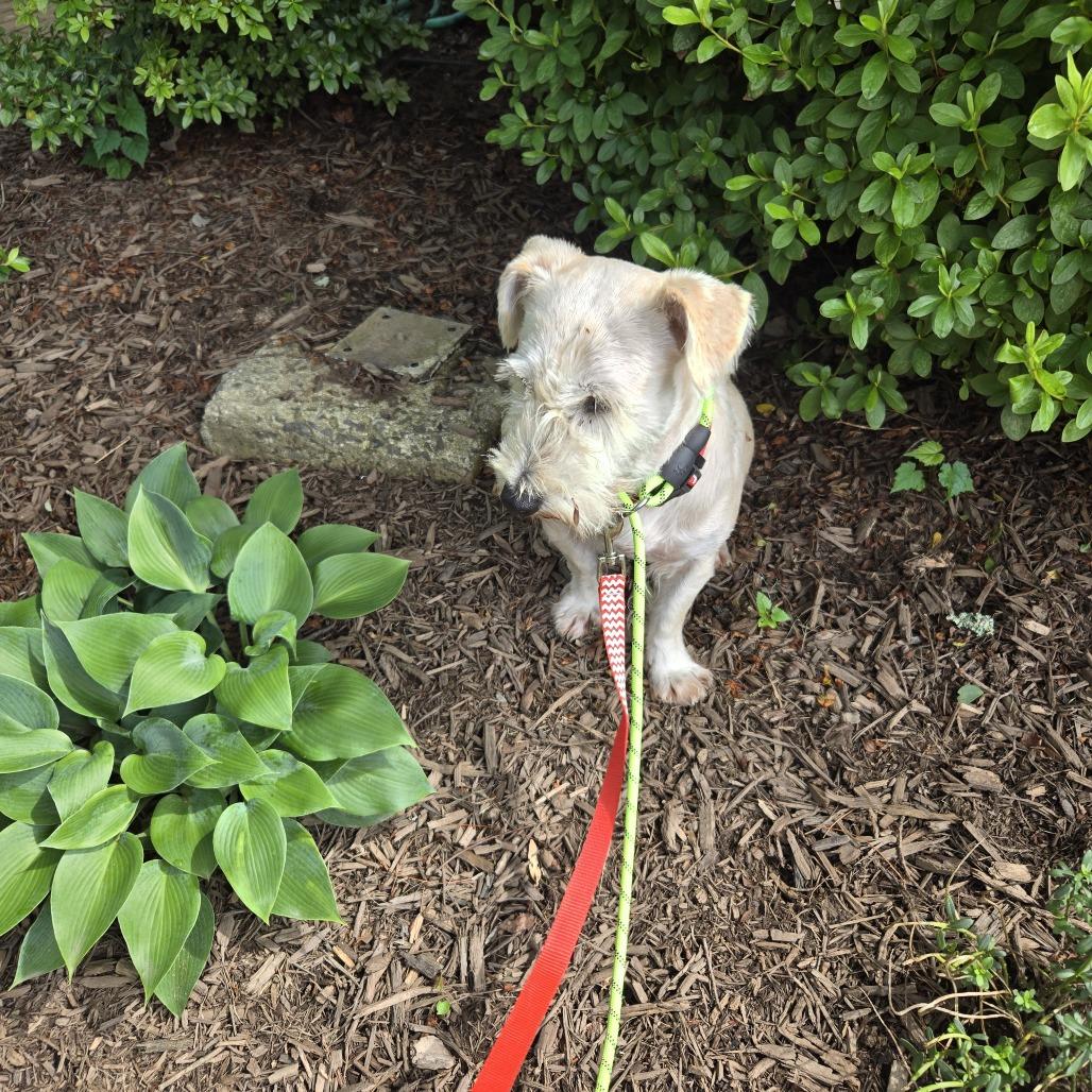 Enlarge Rosco *Adoption Pending*, a Adoptable Schnauzer in Alexandria, VA image 4/6