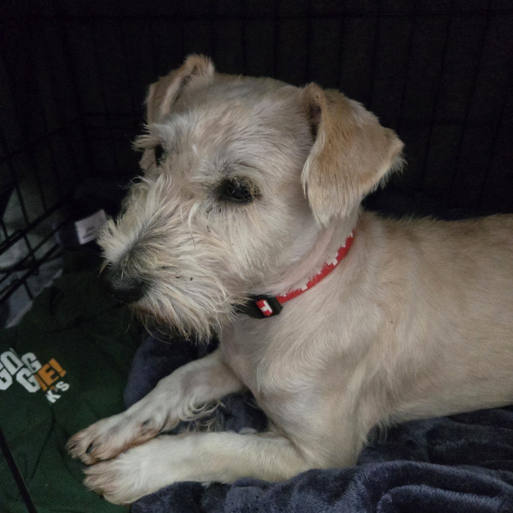 Enlarge Rosco *Adoption Pending*, a Adoptable Schnauzer in Alexandria, VA image 5/6