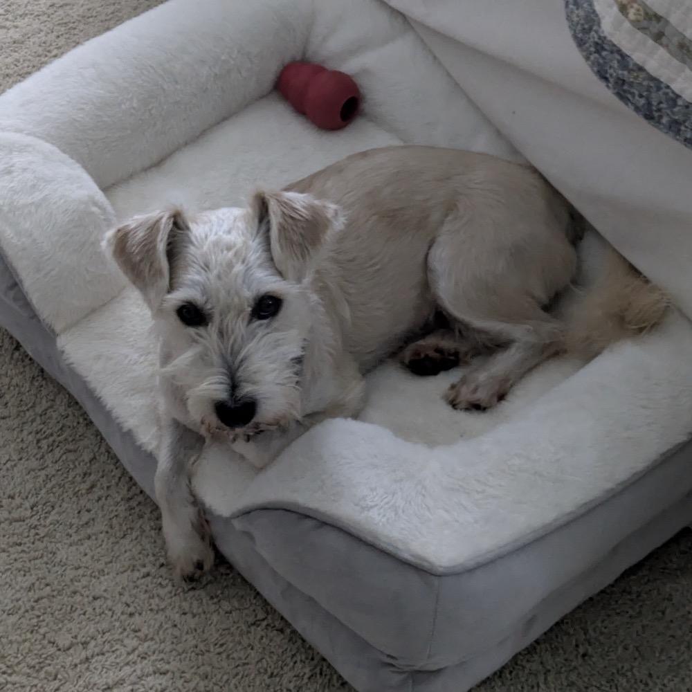 Enlarge Rosco *Adoption Pending*, a Adoptable Schnauzer in Alexandria, VA image 6/6