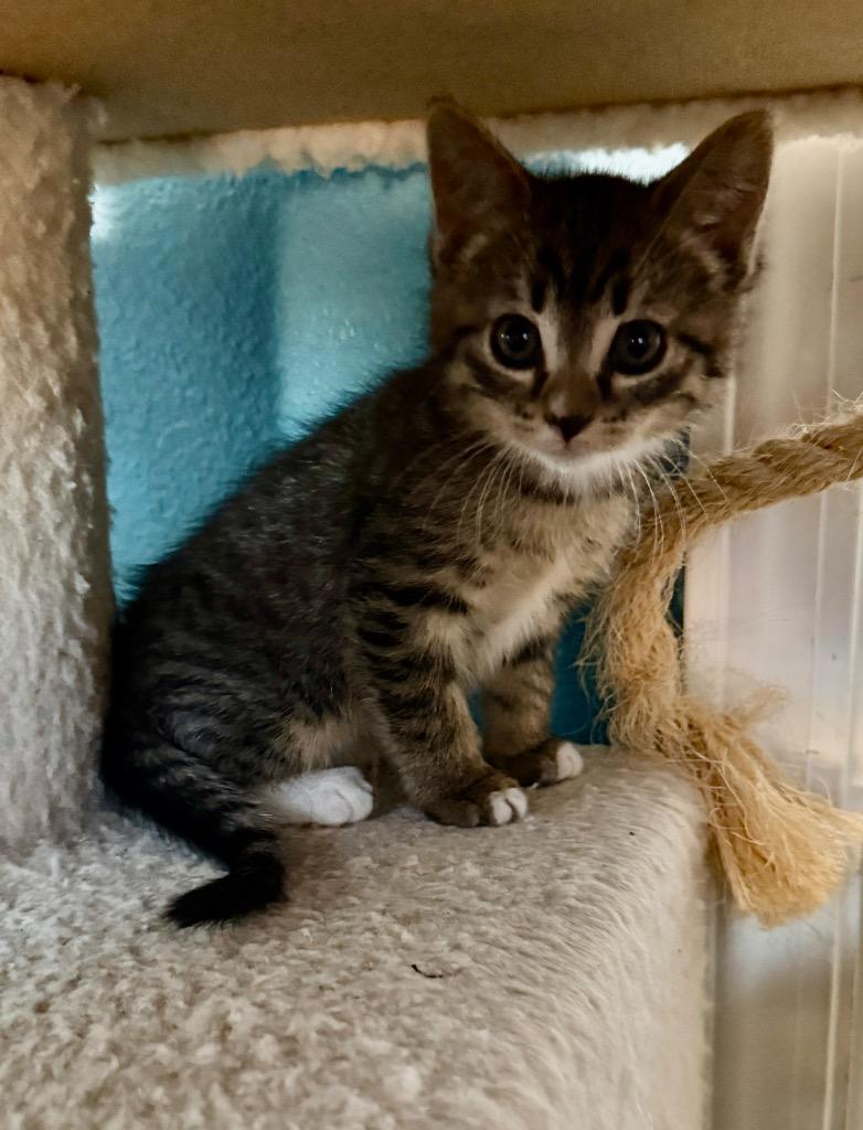 Enlarge Ellie, a Adoptable mixed breed in El Cajon, CA image 1/1