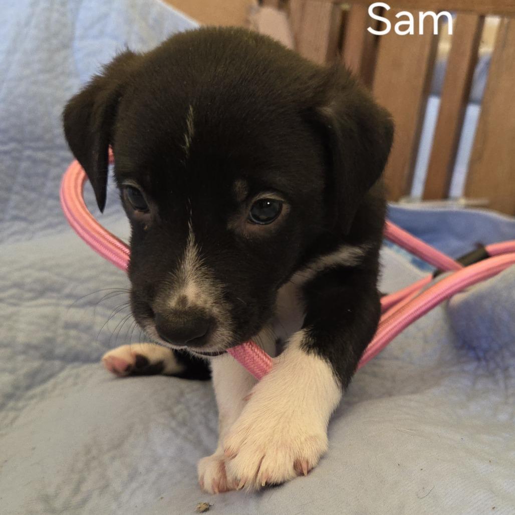 Sam, a Adoptable mixed breed in Staten Island, NY image 1/4