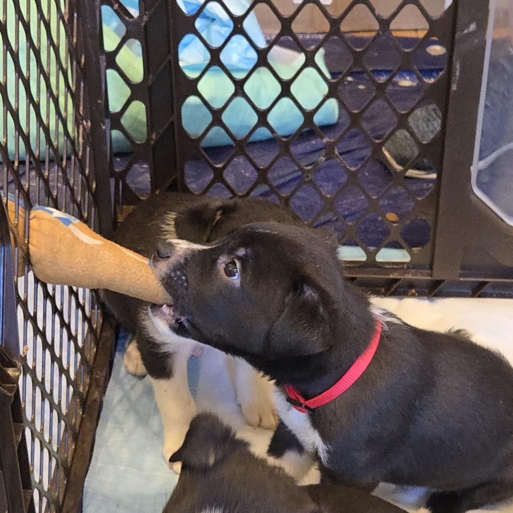 Sam, a Adoptable mixed breed in Staten Island, NY image 2/4