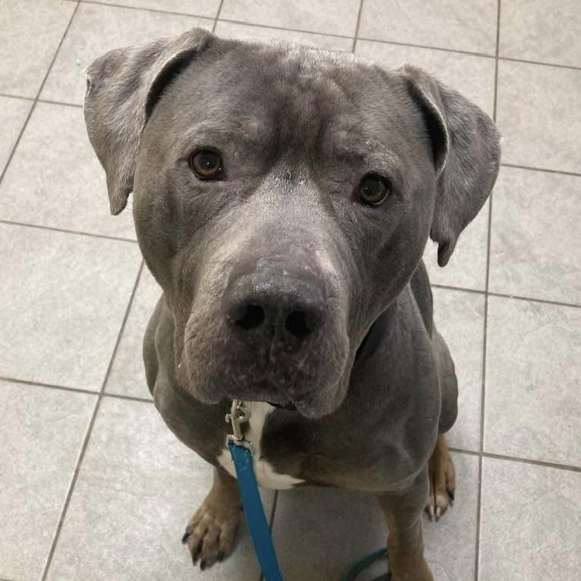 Enlarge Gilbert, a Adoptable mixed breed in Syracuse, NY image 2/4