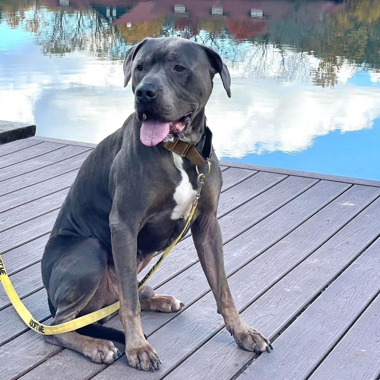 Gilbert, adoptable, Adult Male Mixed Breed.