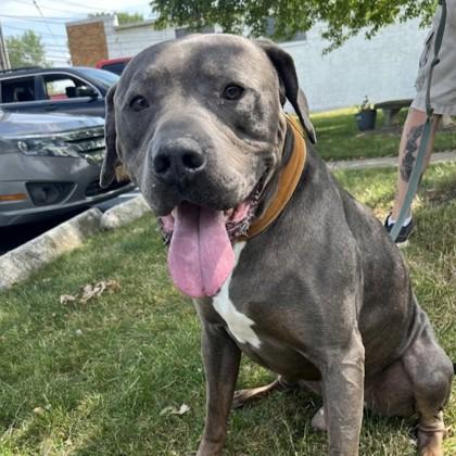 Gilbert, Adoptable, Adult Male Mixed Breed.