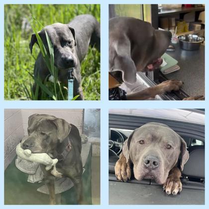 Enlarge Gilbert, a Adoptable mixed breed in Syracuse, NY image 4/4