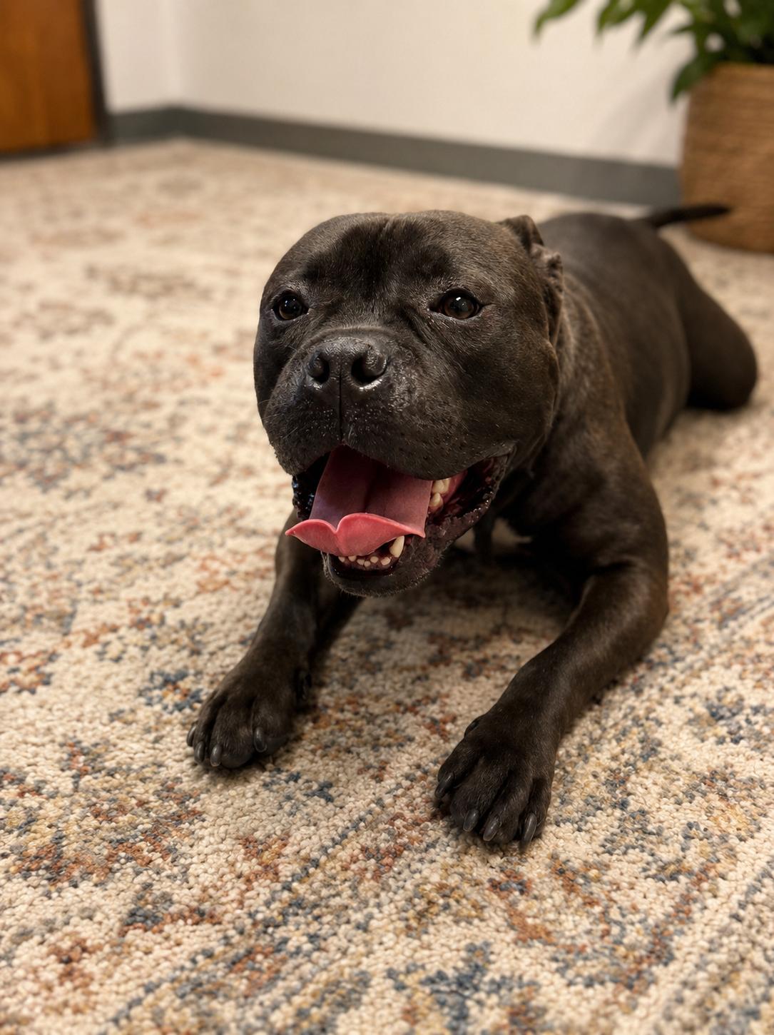 Romi, a Adopted mixed breed in Euless, TX image 1/3