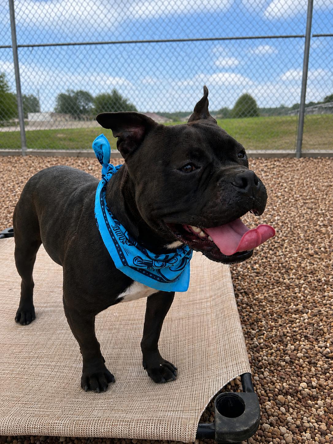 Romi, a Adopted mixed breed in Euless, TX image 2/3