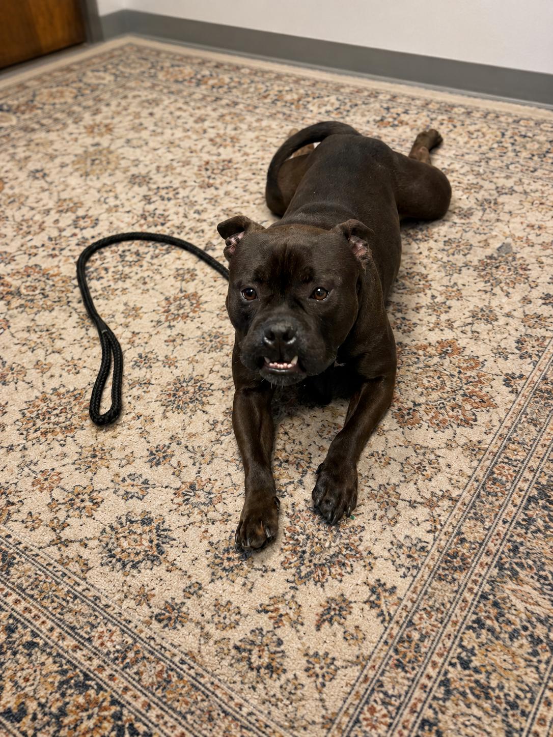 Romi, a Adopted mixed breed in Euless, TX image 3/3