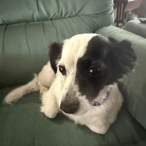 Kevia, Adopted, Adult Female Papillon & Jack Russell Terrier.