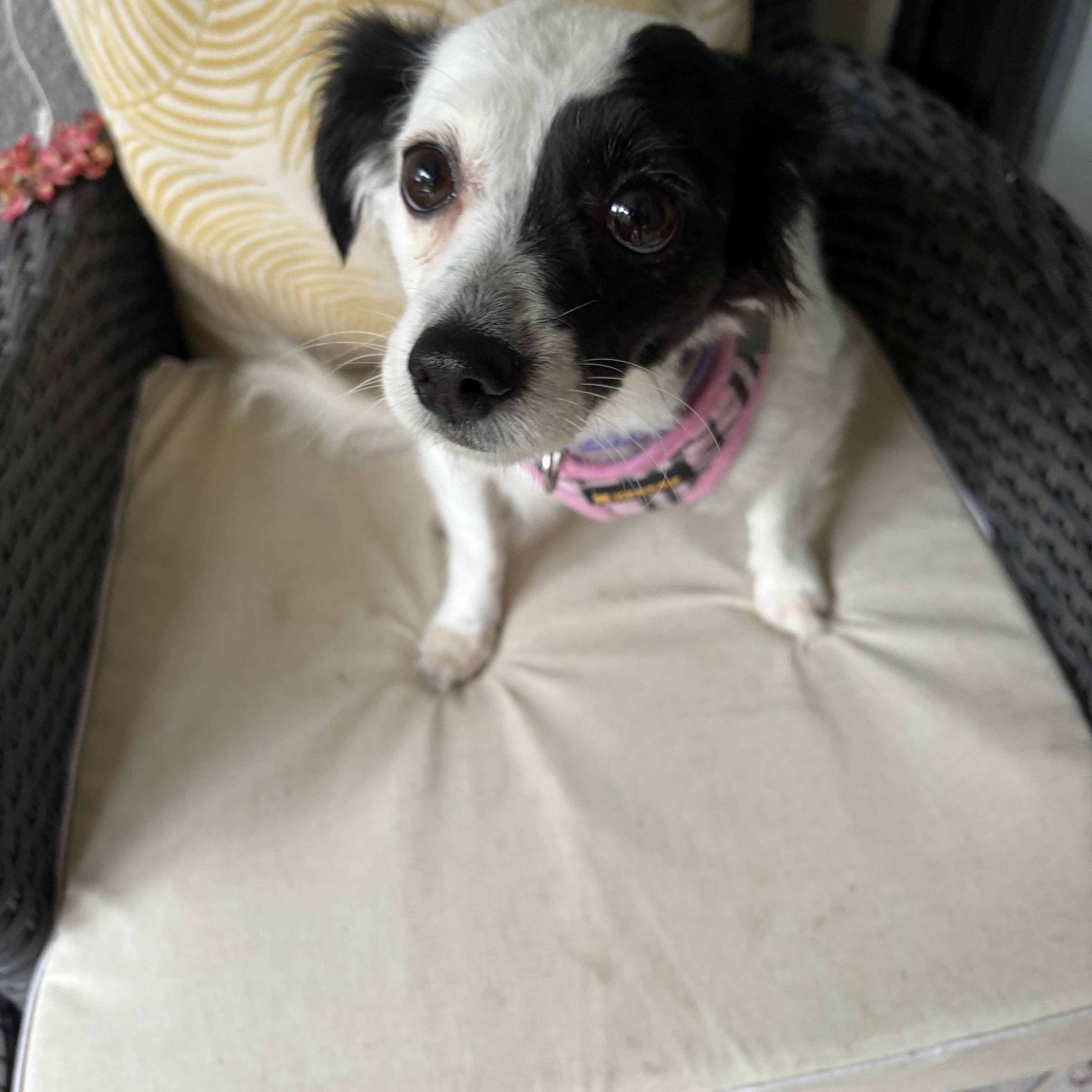 Enlarge Kevia, a Adopted mixed breed in Maitland, FL image 2/3