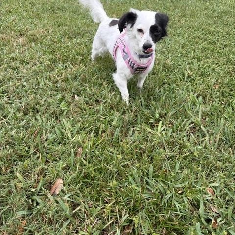 Enlarge Kevia, a Adopted mixed breed in Maitland, FL image 3/3