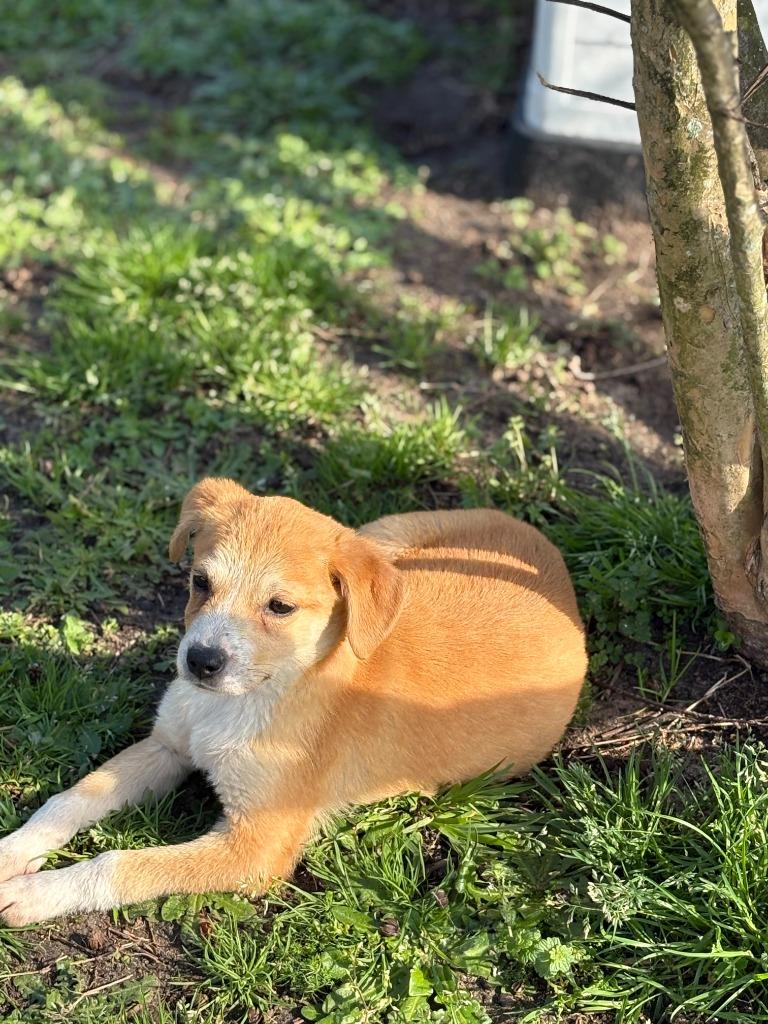 Pink, Adopted, Puppy Female Mixed Breed.