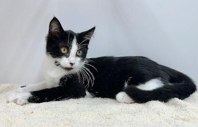 Anakin, Adoptable, Young Male Domestic Short Hair.