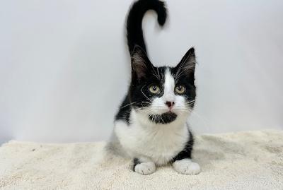 Enlarge Anakin, a Adoptable Domestic Short Hair in Winton, NC image 2/3