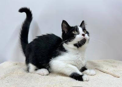 Enlarge Anakin, a Adoptable Domestic Short Hair in Winton, NC image 3/3