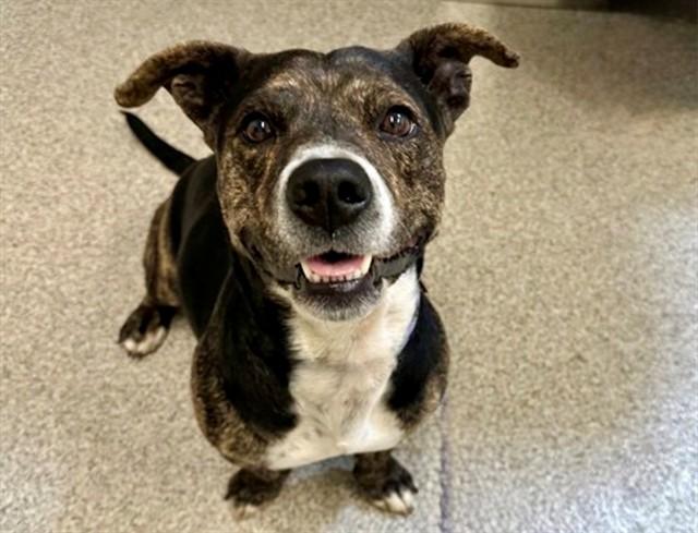 HAYES, Adoptable, Adult Male Dachshund & Pit Bull Terrier.