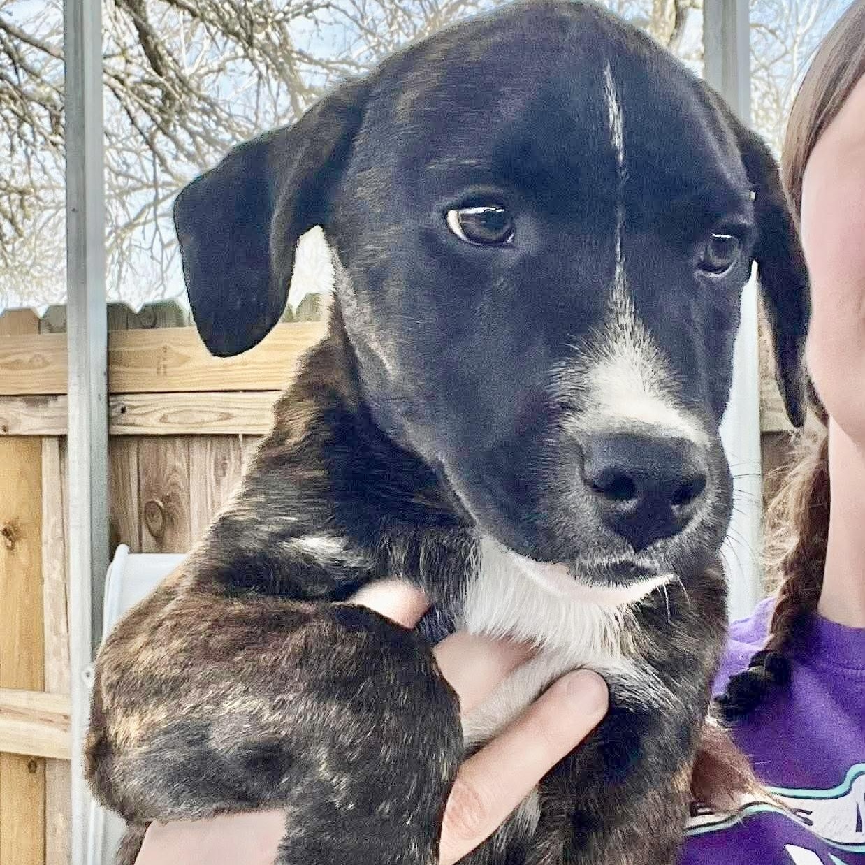 Enlarge Boots, a Adoptable mixed breed in Buffalo, NY image 5/6