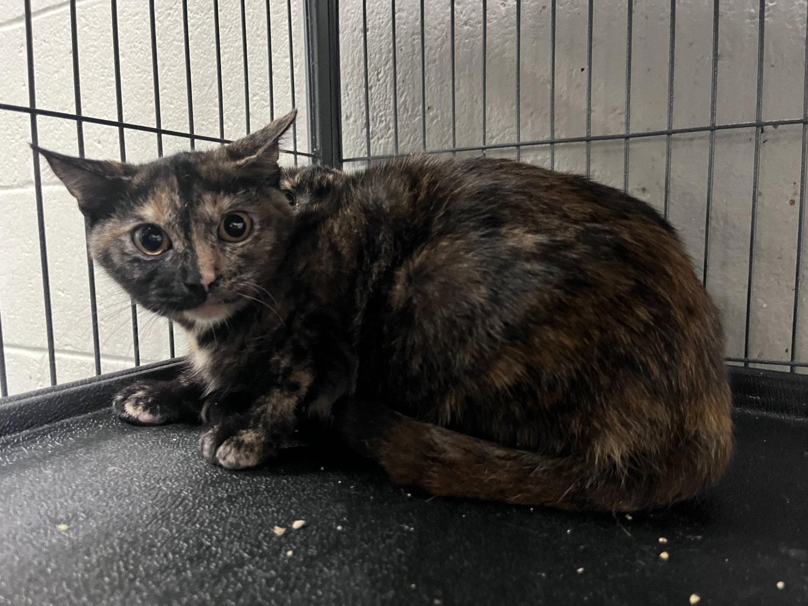Enlarge Bubbles, a Adoptable Domestic Short Hair in Carrollton, GA image 1/3