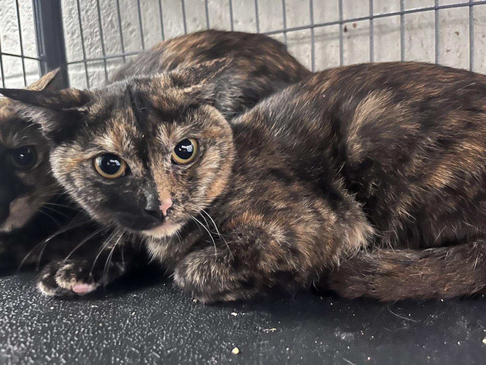 Enlarge Bubbles, a Adoptable Domestic Short Hair in Carrollton, GA image 2/3